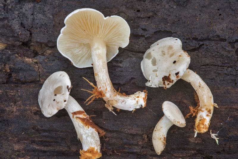 Mushrooms <B>Ossicaulis lignatilis</B> taken from a hollow stump of a cut oak(?) tree in Lick Creek Park. College Station, Texas, <A HREF="../date-en/2018-10-30.htm">October 30, 2018</A>