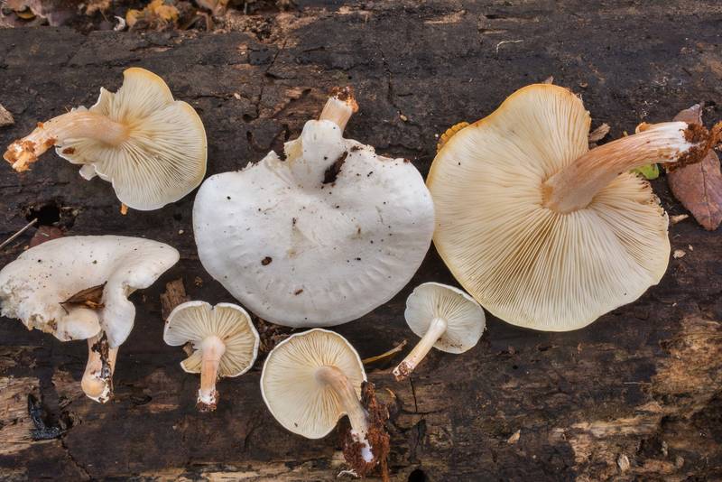 Group of mushrooms Ossicaulis lignatilis taken from a cavity of a stump in Lick Creek Park. College Station, Texas, December 4, 2018