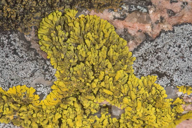Mexican yolk lichen (<B>Candelina submexicana</B>) together with Aspicilia on a rock edge in Enchanted Rock State Natural Area. Fredericksburg, Texas, <A HREF="../date-en/2018-12-25.htm">December 25, 2018</A>
