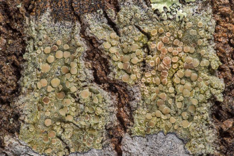 Mealy rim-lichen (<B>Lecanora strobilina</B>) on an oak in Lick Creek Park. College Station, Texas, <A HREF="../date-en/2019-02-03.htm">February 3, 2019</A>