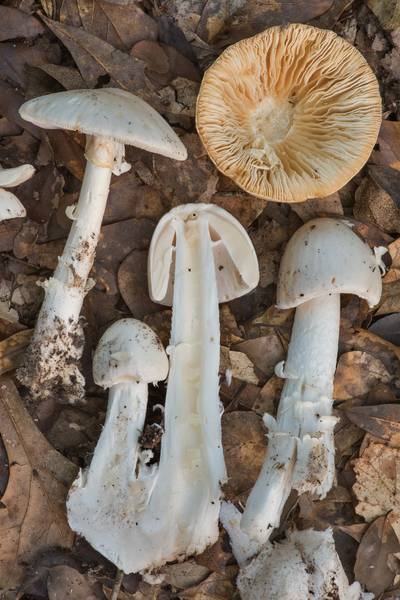 Dissected destroying angel mushrooms <B>Amanita bisporigera</B>(?) in Lick Creek Park. College Station, Texas, <A HREF="../date-en/2019-06-12.htm">June 12, 2019</A>