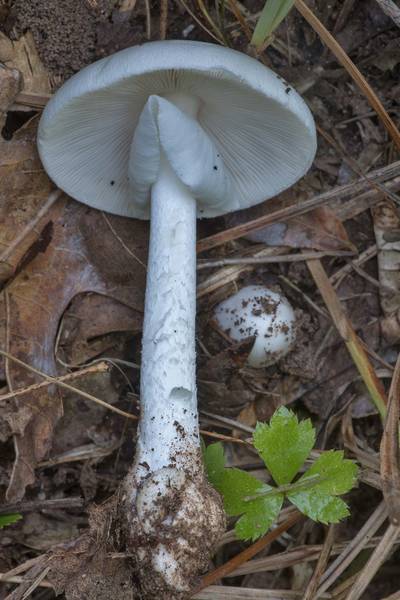 Destroying angel mushrooms <B>Amanita bisporigera</B> in Lick Creek Park. College Station, Texas, <A HREF="../date-en/2019-06-12.htm">June 12, 2019</A>
