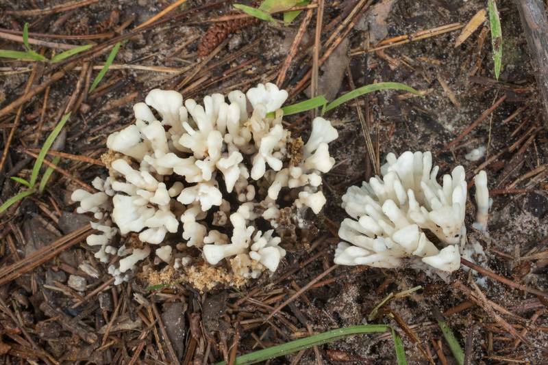 False coral fungus (Tremellodendron schweinitzii, Sebacina schweinitzii) on Little Lake Creek Loop Trail in Sam Houston National Forest. Richards, Texas, June 29, 2019