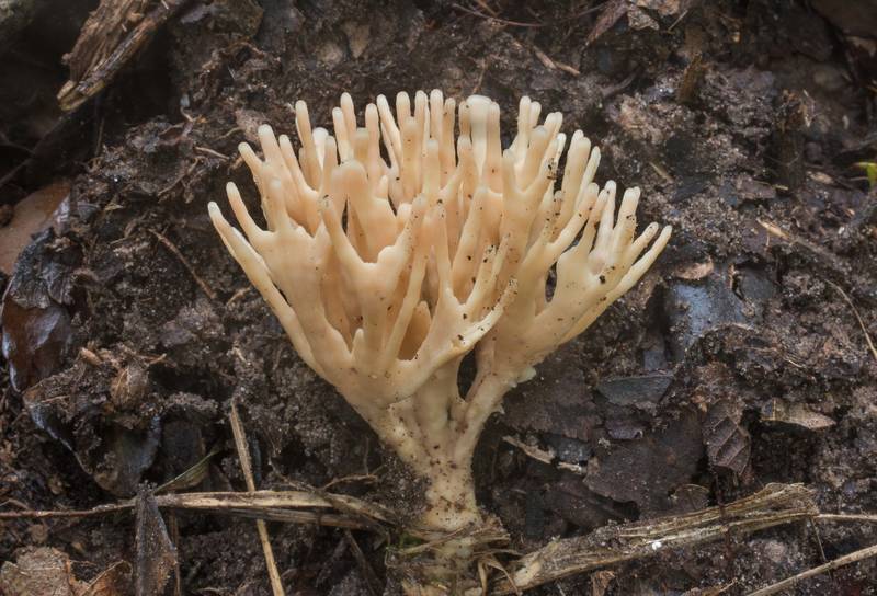 False coral fungus (Tremellodendron schweinitzii, Sebacina schweinitzii) in Lick Creek Park. College Station, Texas, June 30, 2019