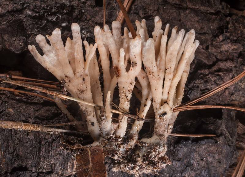 False coral fungus (Tremellodendron schweinitzii, <B>Sebacina schweinitzii</B>) on Lone Star Hiking Trail near Pole Creek in Sam Houston National Forest. Richards, Texas, <A HREF="../date-en/2019-07-20.htm">July 20, 2019</A>