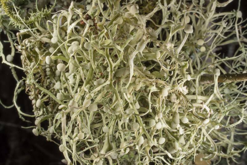 Southern strap (cartilage) lichen (<B>Ramalina stenospora</B>) on a small tree or a bush in half-open area at Lake Somerville Trailway near Birch Creek Unit of Somerville Lake State Park. Texas, <A HREF="../date-en/2020-01-26.htm">January 26, 2020</A>