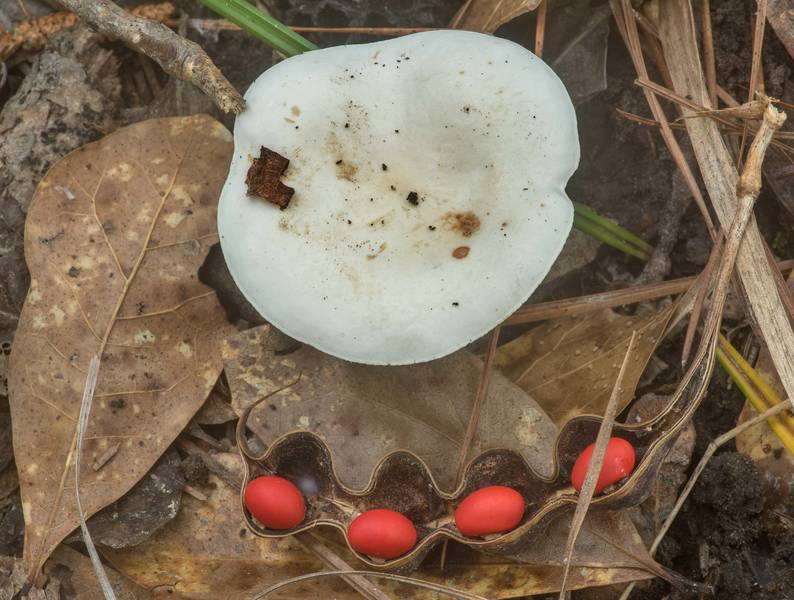 White cap of milkcap mushroom Lactarius subvernalis var. cokeri and red seeds of coral beans on Lone Star Hiking Trail near Pole Creek in Sam Houston National Forest. Richards, Texas, April 9, 2020
