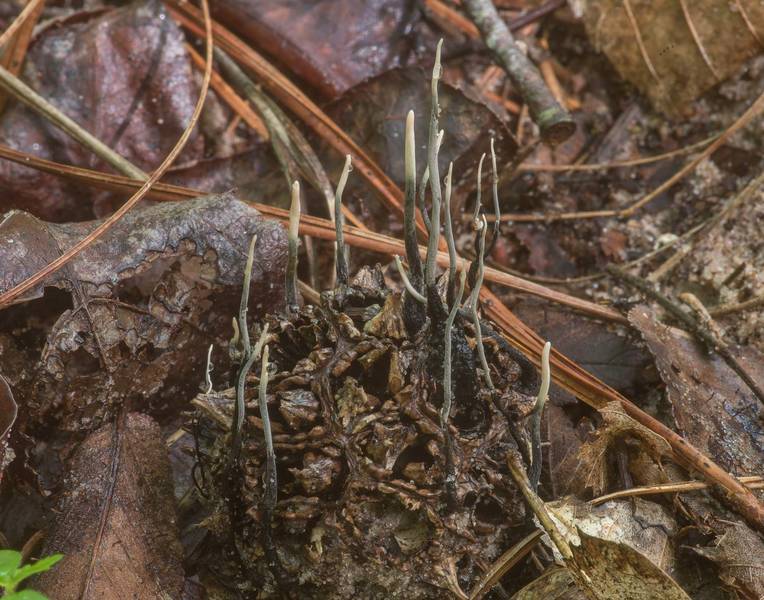 Sweet gum fruit fungus <B>Xylaria liquidambaris</B> on Caney Creek Trail (Little Lake Creek Loop Trail) in Sam Houston National Forest north from Montgomery. Texas, <A HREF="../date-en/2020-04-10.htm">April 10, 2020</A>