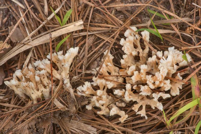 False coral fungus (Tremellodendron schweinitzii, <B>Sebacina schweinitzii</B>) on Richards Loop Trail in Sam Houston National Forest. Texas, <A HREF="../date-en/2020-04-20.htm">April 20, 2020</A>