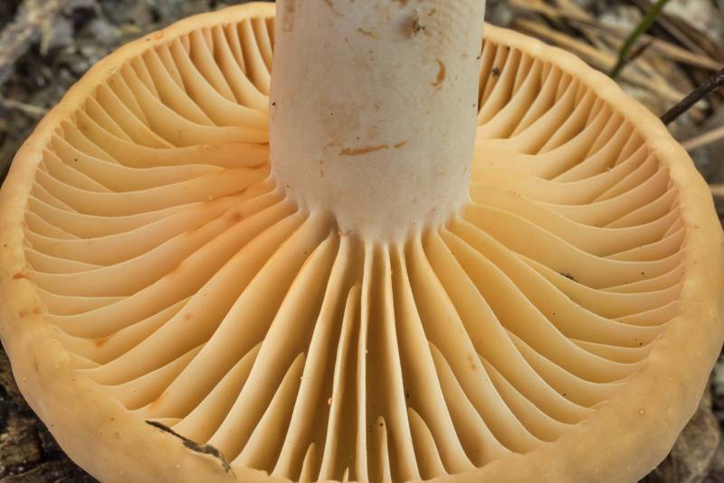 Gills of a milkcap mushroom <B>Lactarius subplinthogalus</B>(?) in area of Winters Bayou in Sam Houston National Forest, east from Waverly. Texas, <A HREF="../date-en/2020-06-11.htm">June 11, 2020</A>