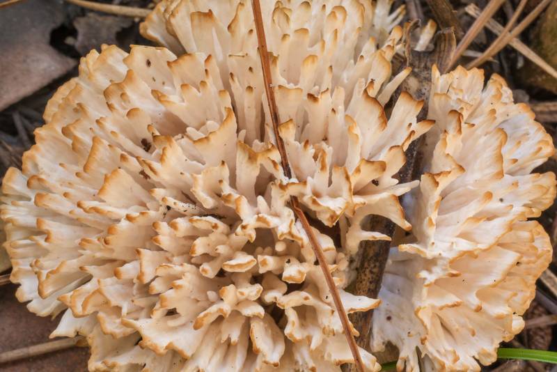 Partially dry jellied false coral mushroom (Tremellodendron schweinitzii, <B>Sebacina schweinitzii</B>) in area of Winters Bayou in Sam Houston National Forest, east from Waverly. Texas, <A HREF="../date-en/2020-06-11.htm">June 11, 2020</A>