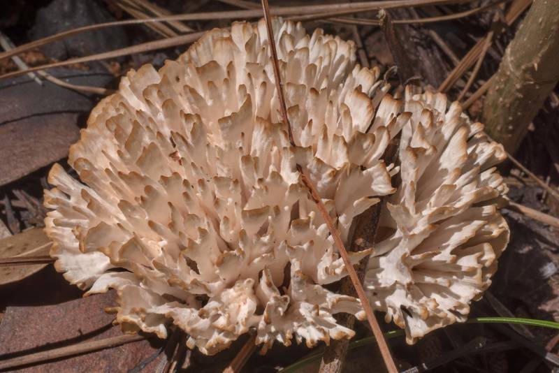 Jellied false coral mushroom (Tremellodendron schweinitzii, Sebacina schweinitzii) grown in area of recent prescribed burn in area of Winters Bayou in Sam Houston National Forest, east from Waverly. Texas, June 11, 2020