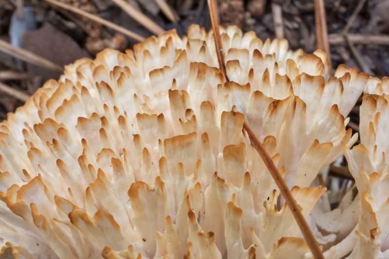 Dried tips of jellied false coral mushroom (Tremellodendron schweinitzii, <B>Sebacina schweinitzii</B>) in area of Winters Bayou in Sam Houston National Forest, east from Waverly. Texas, <A HREF="../date-en/2020-06-11.htm">June 11, 2020</A>