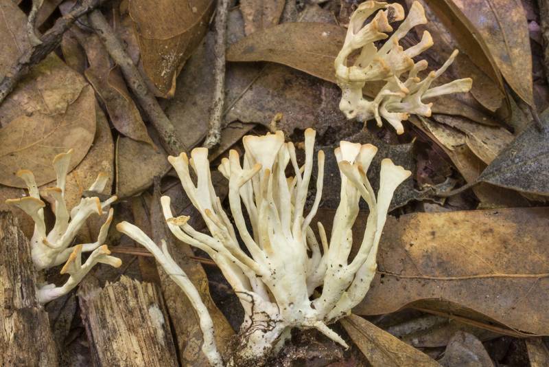Small jellied false coral mushrooms (Tremellodendron schweinitzii, <B>Sebacina schweinitzii</B>) growing on sticks on a trail in area of Winters Bayou in Sam Houston National Forest, east from Waverly. Texas, <A HREF="../date-en/2020-06-11.htm">June 11, 2020</A>