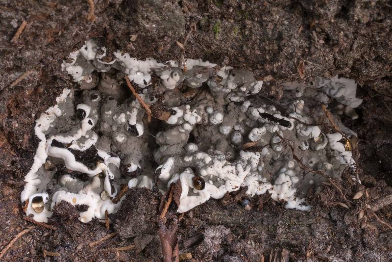 Brittle cinder fungus (<B>Kretzschmaria deusta</B>) at the base of an oak tree in Lick Creek Park. College Station, Texas, <A HREF="../date-en/2020-06-19.htm">June 19, 2020</A>