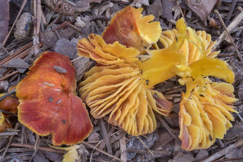 Waxcap mushrooms <B>Hygrocybe chamaeleon</B>(?) in grass in area of a pine forest cleaned by a recent burn on Lone Star Hiking Trail south from Stubblefield Campground in Sam Houston National Forest. Montgomery, Texas, <A HREF="../date-en/2020-09-13.htm">September 13, 2020</A>