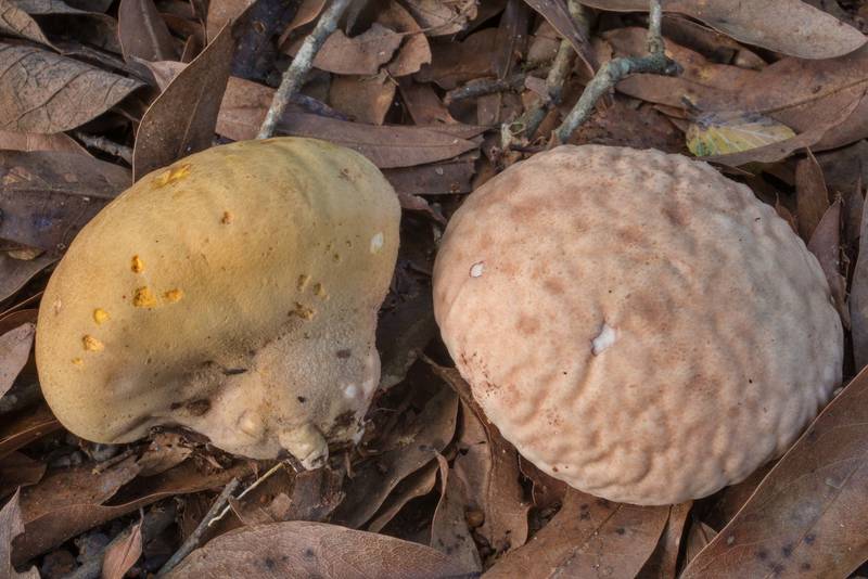 Wrinkled surface of orange-staining puffball mushrooms (Calvatia rubroflava, Calvatia rugosa) in Lick Creek Park. College Station, Texas, September 15, 2020