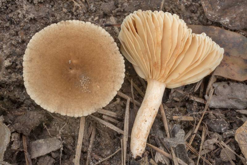 Milkcap mushrooms <B>Lactarius subplinthogalus</B> on Caney Creek section of Lone Star Hiking Trail in Sam Houston National Forest north from Montgomery. Texas, <A HREF="../date-en/2020-09-17.htm">September 17, 2020</A>