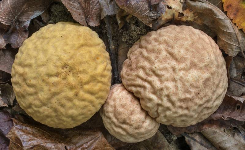 Orange-staining puffball mushrooms (Calvatia rubroflava) on Caney Creek Trail (Little Lake Creek Loop Trail) in Sam Houston National Forest north from Montgomery. Texas, September 19, 2020