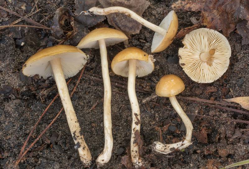 Side view of red-brown slimy stem mushrooms Limacella (<B>Limacella glischra</B>) on Richards Loop Trail in Sam Houston National Forest. Texas, <A HREF="../date-en/2020-09-25.htm">September 25, 2020</A>