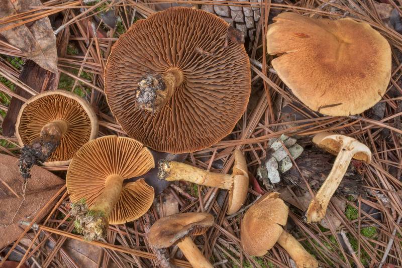 Underside of scaly webcap mushrooms Cortinarius pholideus(?) in Watson Rare Native Plant Preserve. Warren, Texas, October 17, 2020