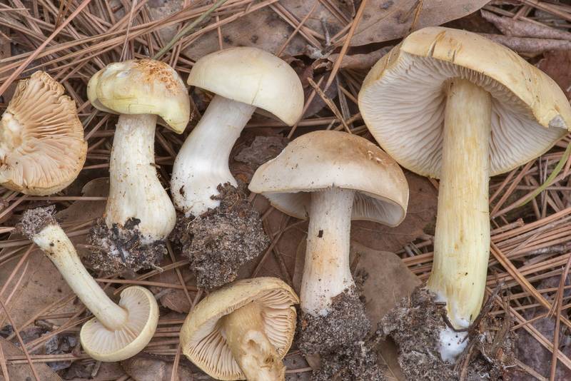 Mushrooms <B>Tricholoma sulphurescens</B>(?) near the trail in a pine forest on Sand Branch Loop Trail in Sam Houston National Forest near Montgomery. Texas, <A HREF="../date-en/2021-01-20.htm">January 20, 2021</A>
