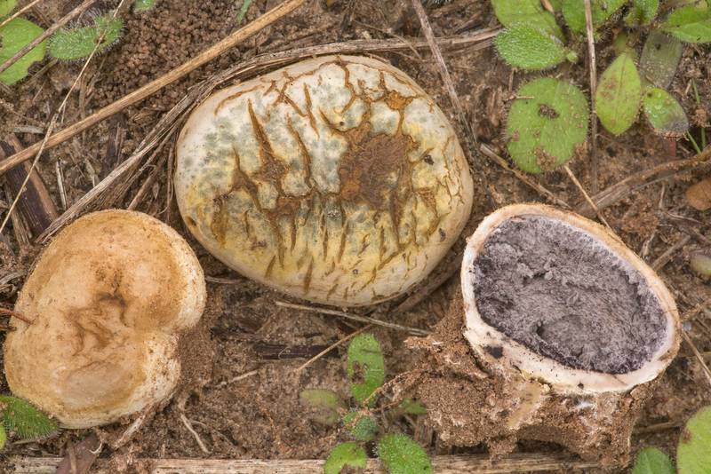 Potato earthball mushrooms (Scleroderma bovista) in prairie in Washington-on-the-Brazos State Historic Site. Washington, Texas, January 24, 2021
