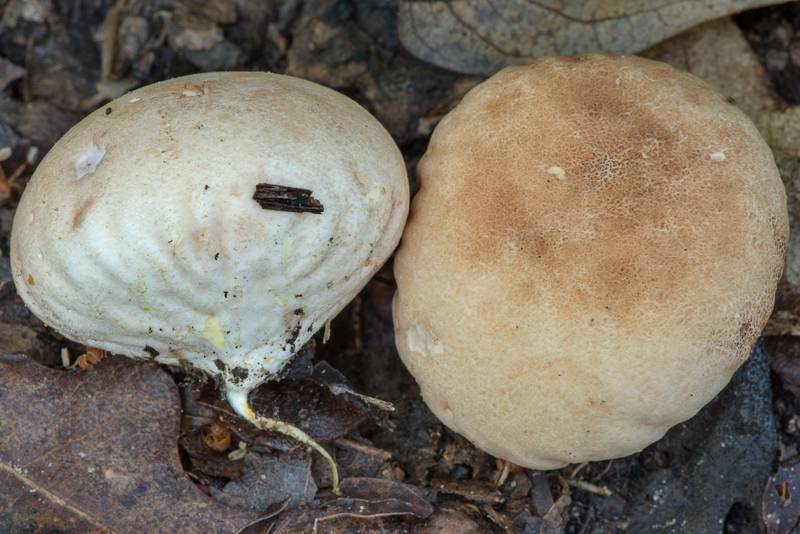 Orange-staining puffball mushrooms (<B>Calvatia rubroflava</B>) in Hensel Park. College Station, Texas, <A HREF="../date-en/2021-06-03.htm">June 3, 2021</A>