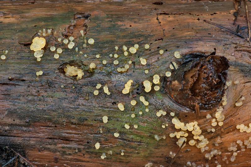 Some species of Dacrymyces (Basidiomycota) that look very much like <B>Dacrymyces longistipitatus</B> on a barkless pine log on Caney Creek section of Lone Star Hiking Trail in Sam Houston National Forest north from Montgomery. Texas, <A HREF="../date-en/2021-06-05.htm">June 5, 2021</A>