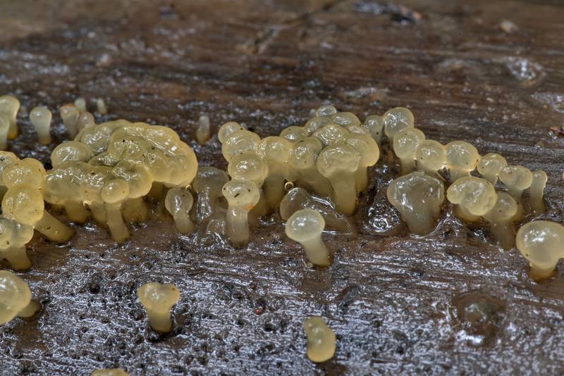 Translucent jelly fungus Pale Stagshorn (Calocera pallidospathulata) or may be Dacrymyces on a wet pine log without bark on Caney Creek section of Lone Star Hiking Trail in Sam Houston National Forest north from Montgomery. Texas, June 5, 2021