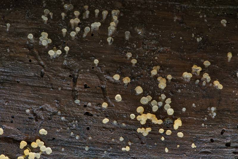 Colony of gelatinous fungus <B>Dacrymyces longistipitatus</B>(?) on a wet pine log without bark on Caney Creek section of Lone Star Hiking Trail in Sam Houston National Forest north from Montgomery. Texas, <A HREF="../date-en/2021-06-05.htm">June 5, 2021</A>