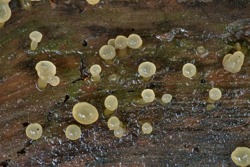 Upper view of small gelly fungus <B>Dacrymyces longistipitatus</B>(?) on a wet pine log without bark on Caney Creek section of Lone Star Hiking Trail in Sam Houston National Forest north from Montgomery. Texas, <A HREF="../date-en/2021-06-05.htm">June 5, 2021</A>