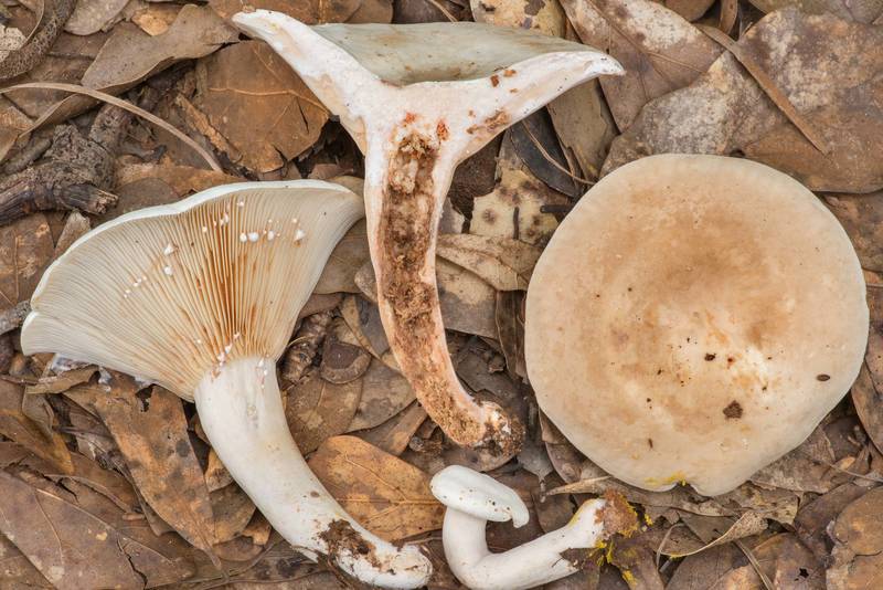 Cross section of milkcap mushrooms Lactarius subvernalis var. cokeri in Lick Creek Park. College Station, Texas, June 9, 2021