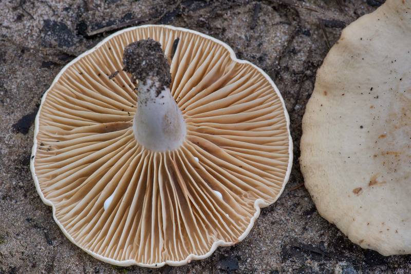 Underside of milkcap mushrooms <B>Lactarius subvernalis</B> on Stubblefield section of Lone Star hiking trail north from Trailhead No. 6 in Sam Houston National Forest. Texas, <A HREF="../date-en/2021-06-18.htm">June 18, 2021</A>