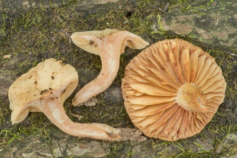 Cross section of milkcap mushrooms <B>Lactarius subvernalis</B> on Caney Creek Trail (Little Lake Creek Loop Trail) in Sam Houston National Forest north from Montgomery. Texas, <A HREF="../date-en/2021-06-27.htm">June 27, 2021</A>