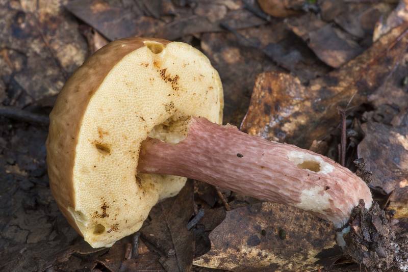 Bolete mushroom Xanthoconium purpureum in Lick Creek Park. College Station, Texas, July 5, 2021