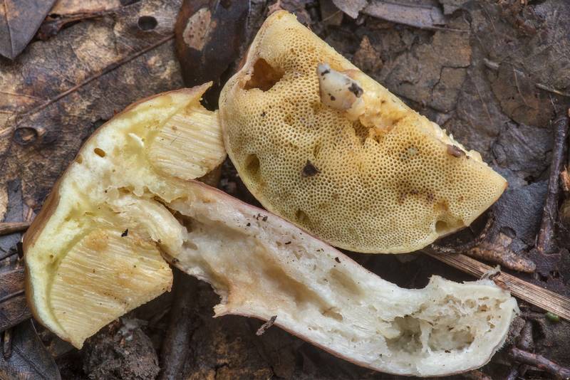 Cross section of bolete mushroom Xanthoconium purpureum in Lick Creek Park. College Station, Texas, July 5, 2021