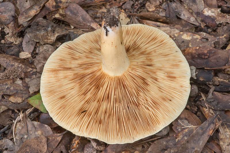 Underside of a large milkcap mushroom Lactarius subvernalis(?) near the park entrance in Lick Creek Park. College Station, Texas, July 6, 2021