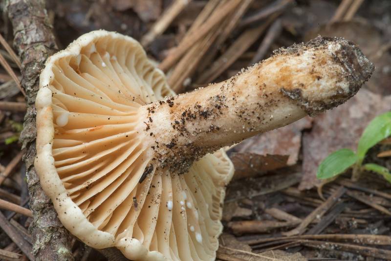 Milkcap mushroom Lactarius subplinthogalus near Pole Creek on North Wilderness Trail of Little Lake Creek Wilderness in Sam Houston National Forest north from Montgomery. Texas, July 11, 2021
