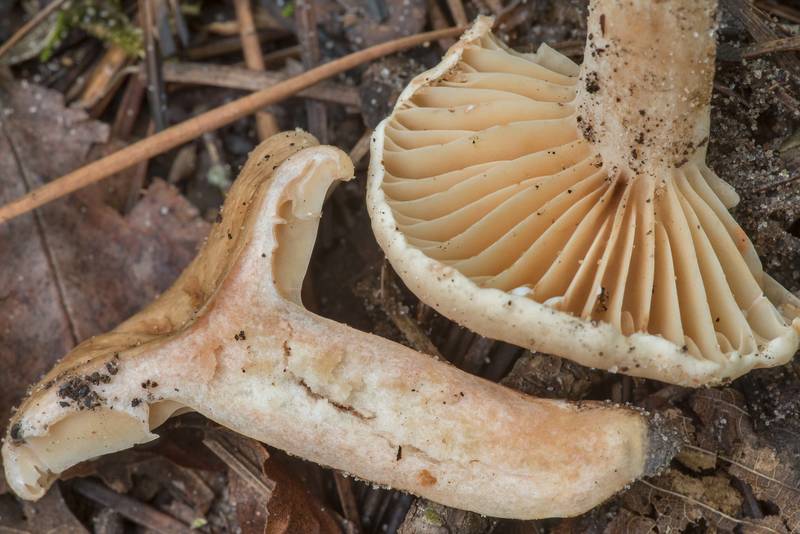 Cross section of milkcap mushroom Lactarius subplinthogalus near Pole Creek on North Wilderness Trail of Little Lake Creek Wilderness in Sam Houston National Forest north from Montgomery. Texas, July 11, 2021