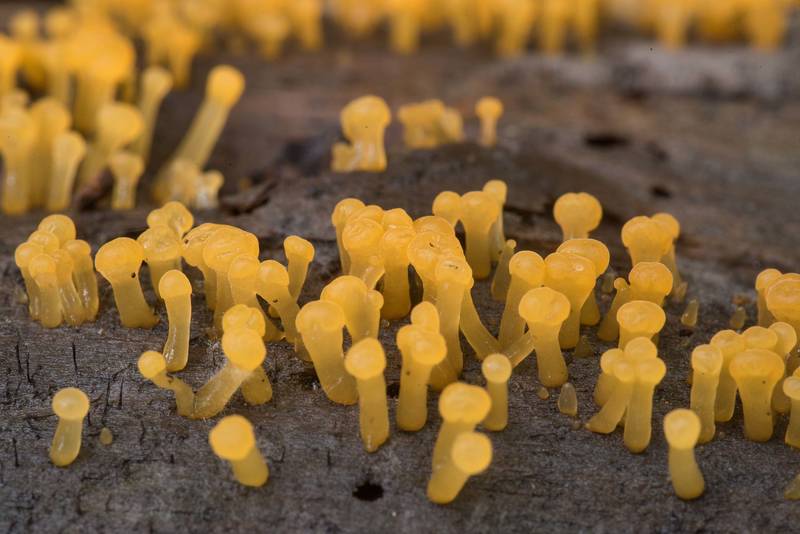 Close-up of jelly fungus Pale Stagshorn (<B>Calocera pallidospathulata</B>) or may be Dacrymyces on a fallen pine without bark on Caney Creek section of Lone Star Hiking Trail in Sam Houston National Forest north from Montgomery. Texas, <A HREF="../date-en/2021-07-16.htm">July 16, 2021</A>