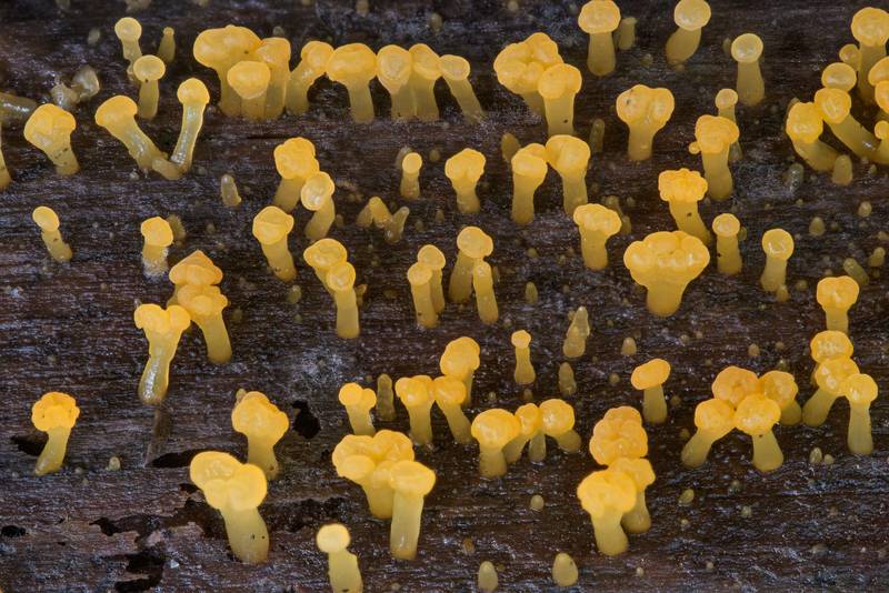Gelatinous fungus Pale Stagshorn (<B>Calocera pallidospathulata</B>) or may be Dacrymyces on a fallen pine without bark on Caney Creek section of Lone Star Hiking Trail in Sam Houston National Forest north from Montgomery. Texas, <A HREF="../date-en/2021-07-16.htm">July 16, 2021</A>