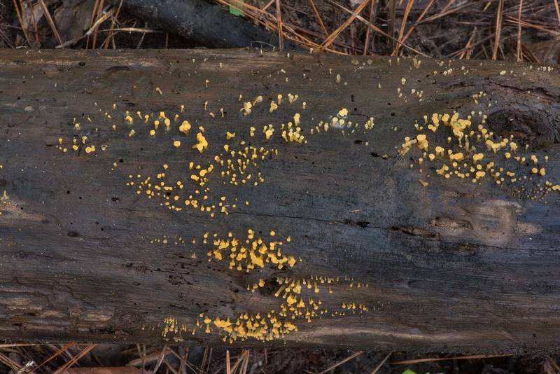 Colonies of jelly fungus Pale Stagshorn (<B>Calocera pallidospathulata</B>) or may be Dacrymyces on a fallen pine without bark on Caney Creek section of Lone Star Hiking Trail in Sam Houston National Forest north from Montgomery. Texas, <A HREF="../date-en/2021-07-16.htm">July 16, 2021</A>