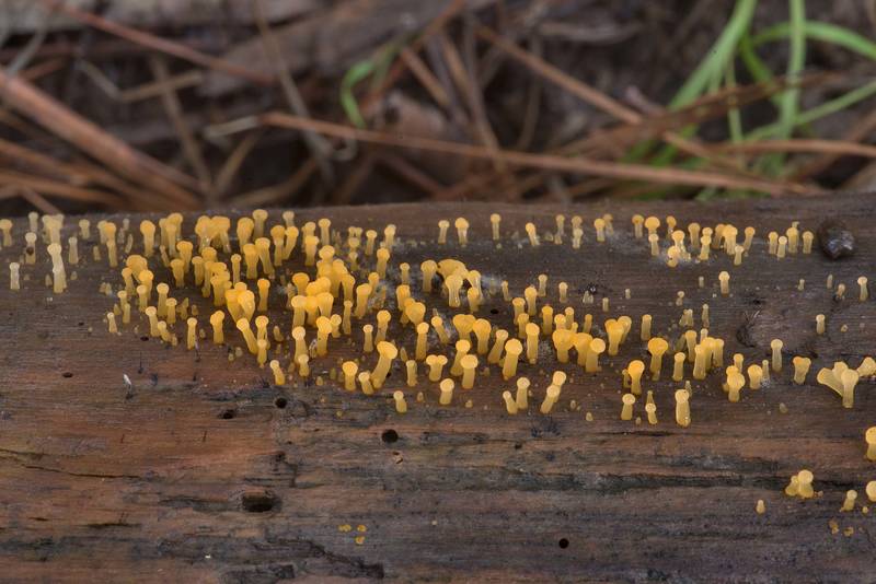 Side view of jelly fungus Pale Stagshorn (Calocera pallidospathulata) or may be Dacrymyces on a pine log on Caney Creek section of Lone Star Hiking Trail in Sam Houston National Forest north from Montgomery. Texas, July 16, 2021