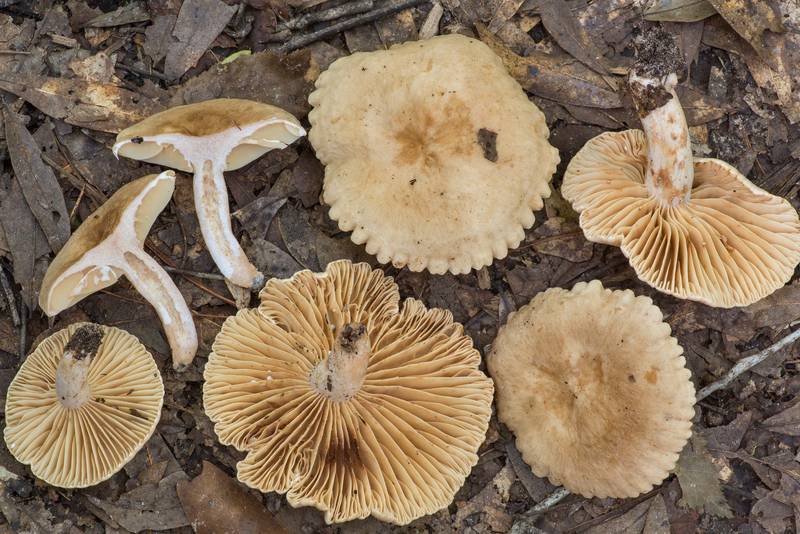 Milkcap mushrooms <B>Lactarius subplinthogalus</B> with a cross section on Winters Bayou Trail in Sam Houston National Forest. Cleveland, Texas, <A HREF="../date-en/2021-07-18.htm">July 18, 2021</A>