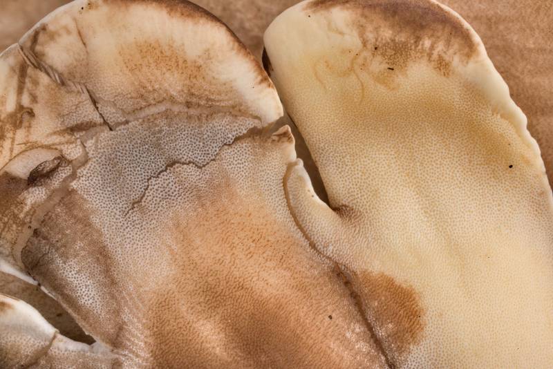 Smooth pore surface bruising brown or black when touched of a polypore mushroom <B>Meripilus sumstinei</B> at the base of dry Mexican plum in Lick Creek Park. College Station, Texas, <A HREF="../date-en/2021-08-18.htm">August 18, 2021</A>
