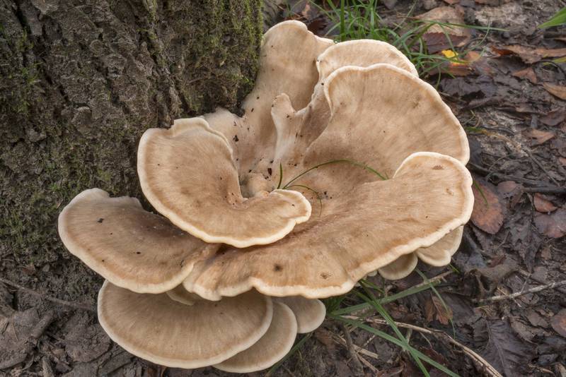 Irregular rosette from the same branched stem of black-staining polypore mushrooms Meripilus sumstinei at the base of dry Mexican plum in Lick Creek Park. College Station, Texas, August 18, 2021