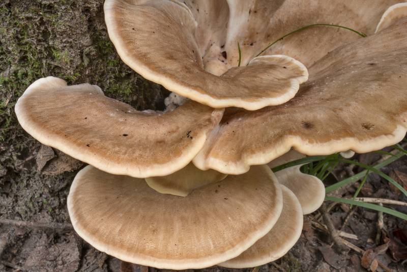 Fleshy, grayish yellow, fan-shaped caps of black-staining polypore mushrooms Meripilus sumstinei at the base of dry Mexican plum in Lick Creek Park. College Station, Texas, August 18, 2021