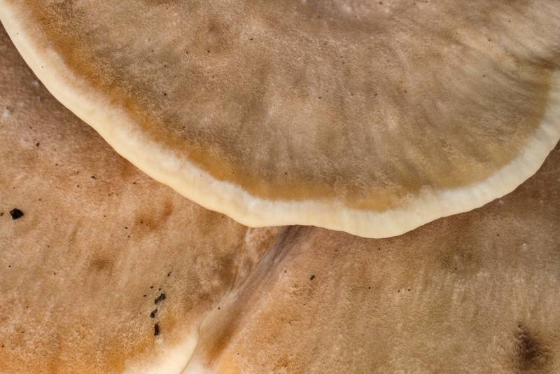 Close-up of fleshy, grayish yellow, fan-shaped caps of black-staining polypore mushrooms Meripilus sumstinei at the base of dry Mexican plum in Lick Creek Park. College Station, Texas, August 18, 2021