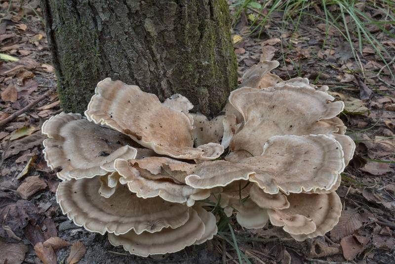 Irregular rosette of black-staining polypore mushrooms <B>Meripilus sumstinei</B> at the base of dry Mexican plum in Lick Creek Park. College Station, Texas, <A HREF="../date-en/2021-08-21.htm">August 21, 2021</A>